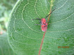 Image of Red Milkweed Beetle