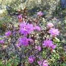 صورة Rhododendron lapponicum var. lapponicum