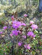 Image of Lapland rosebay