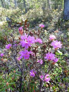 صورة Rhododendron lapponicum var. lapponicum