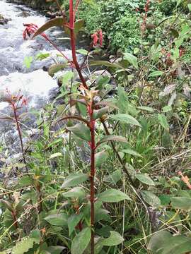 Image of Kohleria trianae (Regel) Hanst.