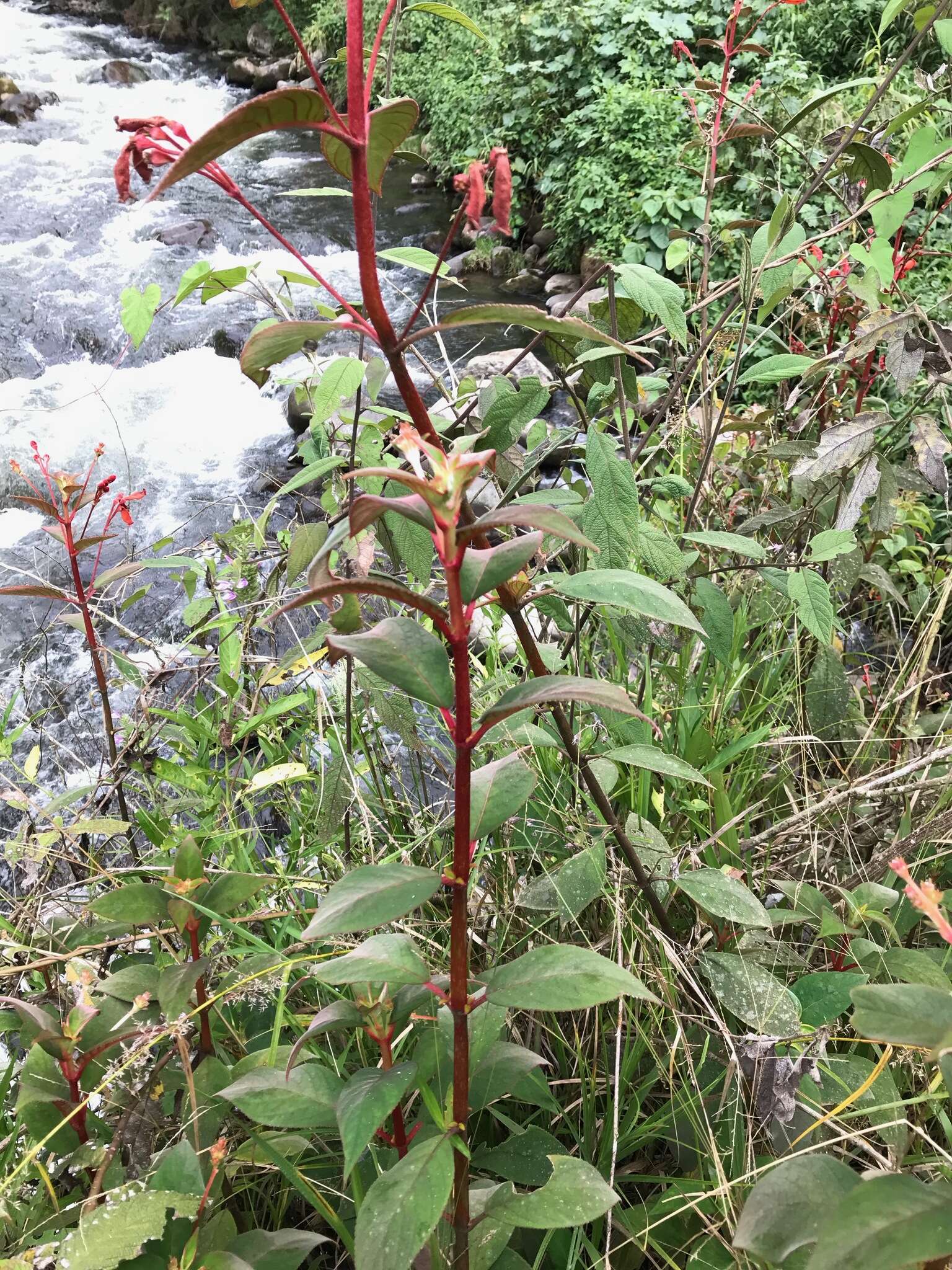 Image of Kohleria trianae (Regel) Hanst.