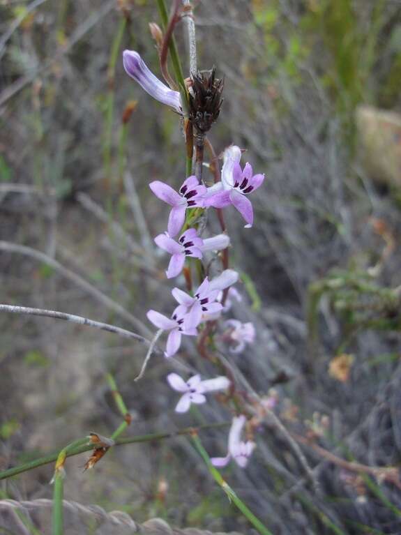 Image of Cyphia digitata subsp. digitata