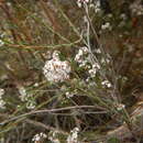Image of Leucopogon glacialis Lindl.