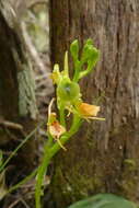 Liparis flavescens (Thouars) Lindl.的圖片