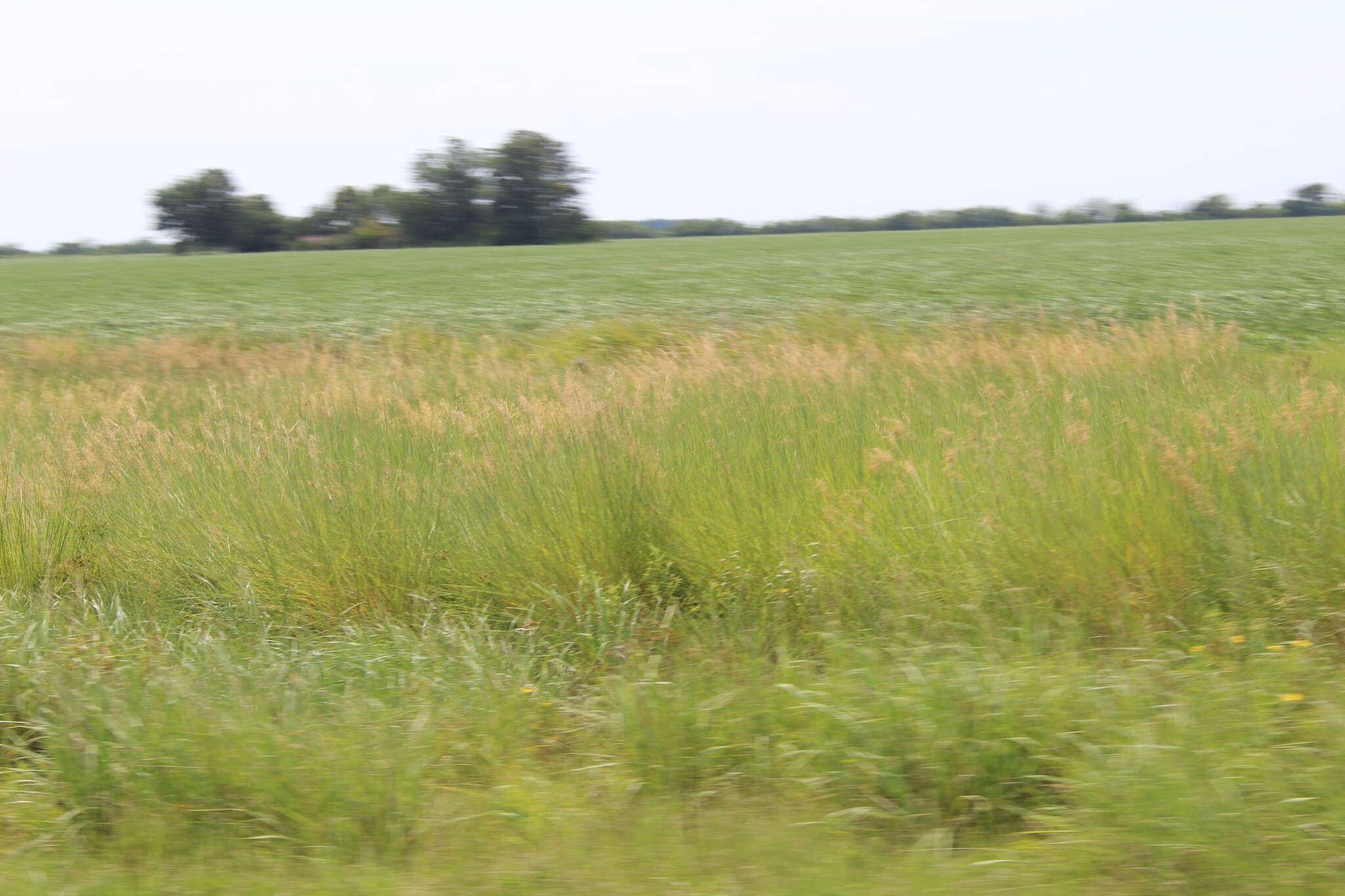 Image of sandysoil Indiangrass