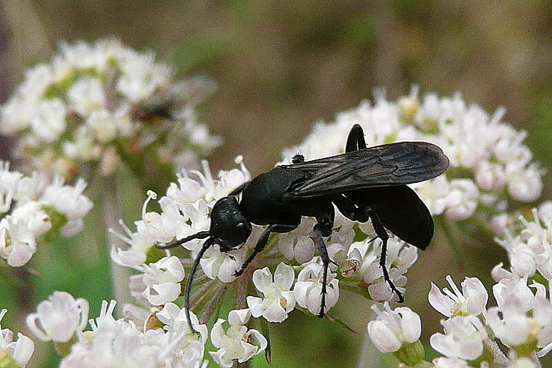 صورة Aporus unicolor Spinola 1808