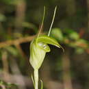 Слика од Pterostylis alveata Garnet