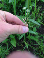 Image of prairie fleabane