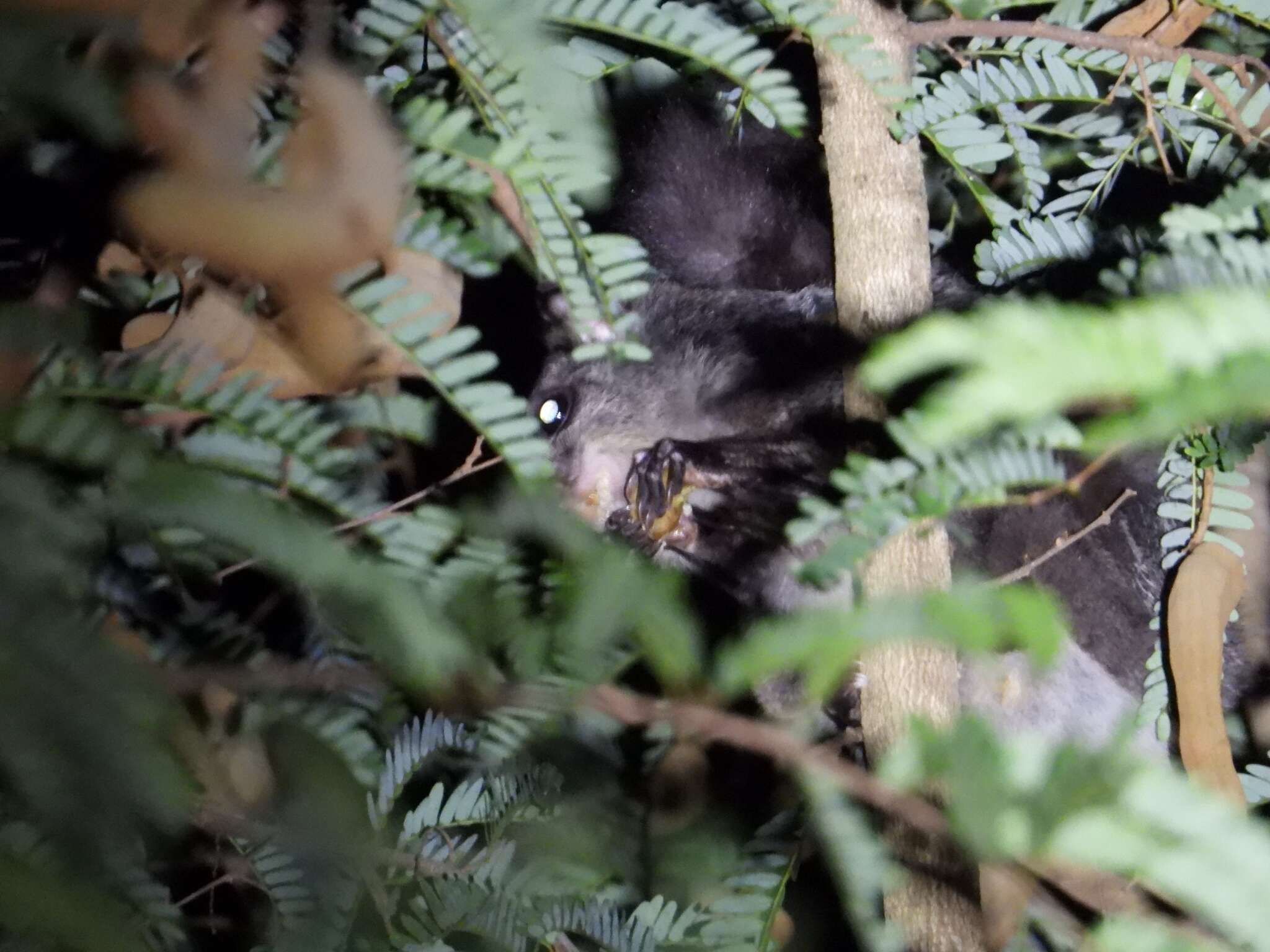 Image of Indian Giant Flying Squirrel