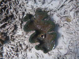 Image of Giant Clam