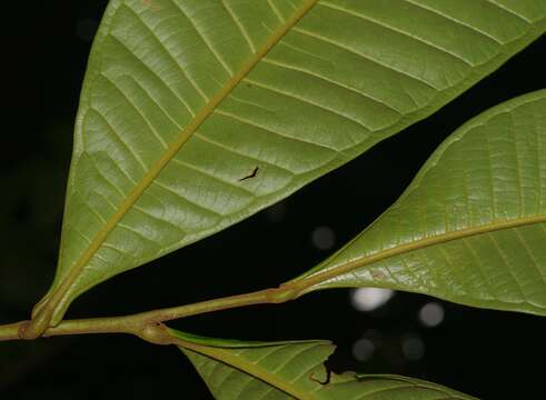 Image of Guatteria guianensis (Aubl.) R. E. Fr.