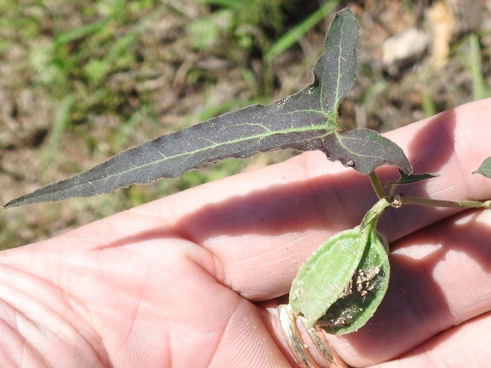 Image of Watson's dutchman's pipe