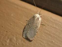 Image of Agonopterix clemensella Chambers 1876