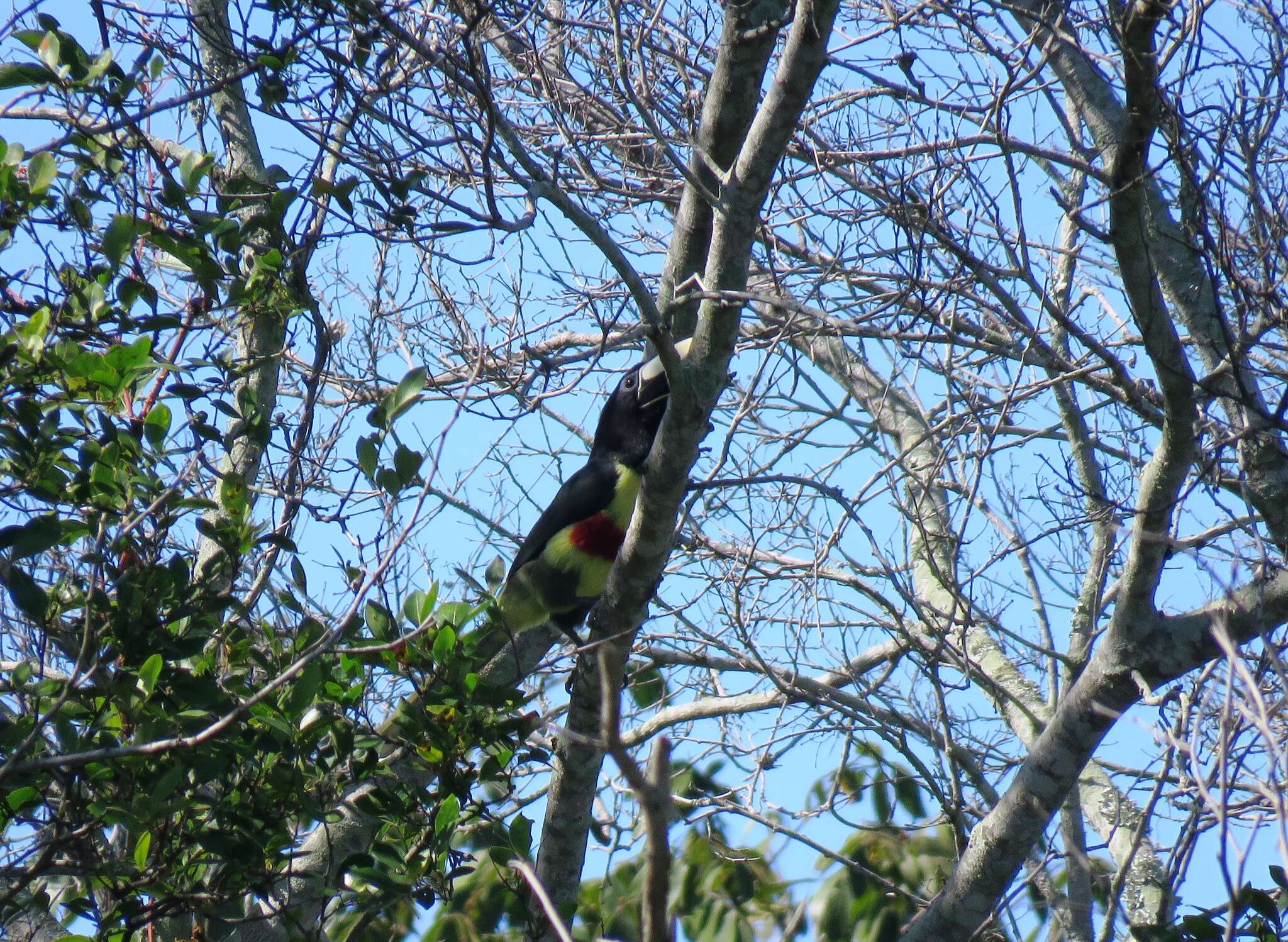 Image of Black-necked Aracari