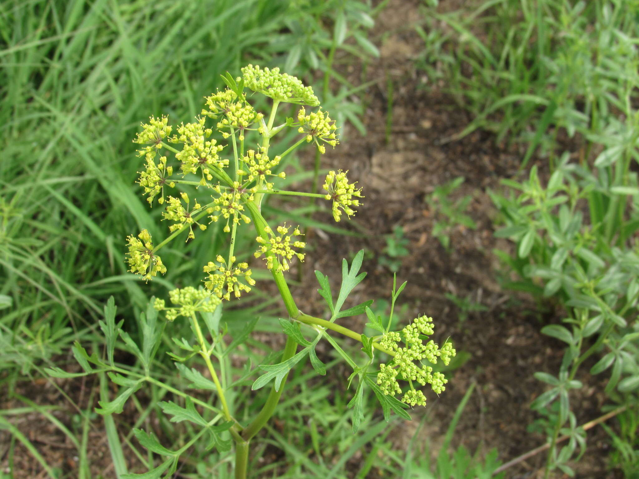 Image of Nuttall's prairie parsley