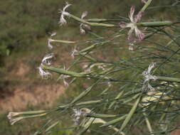 Image of Dianthus kuschakewiczii Regel & Schmalh.