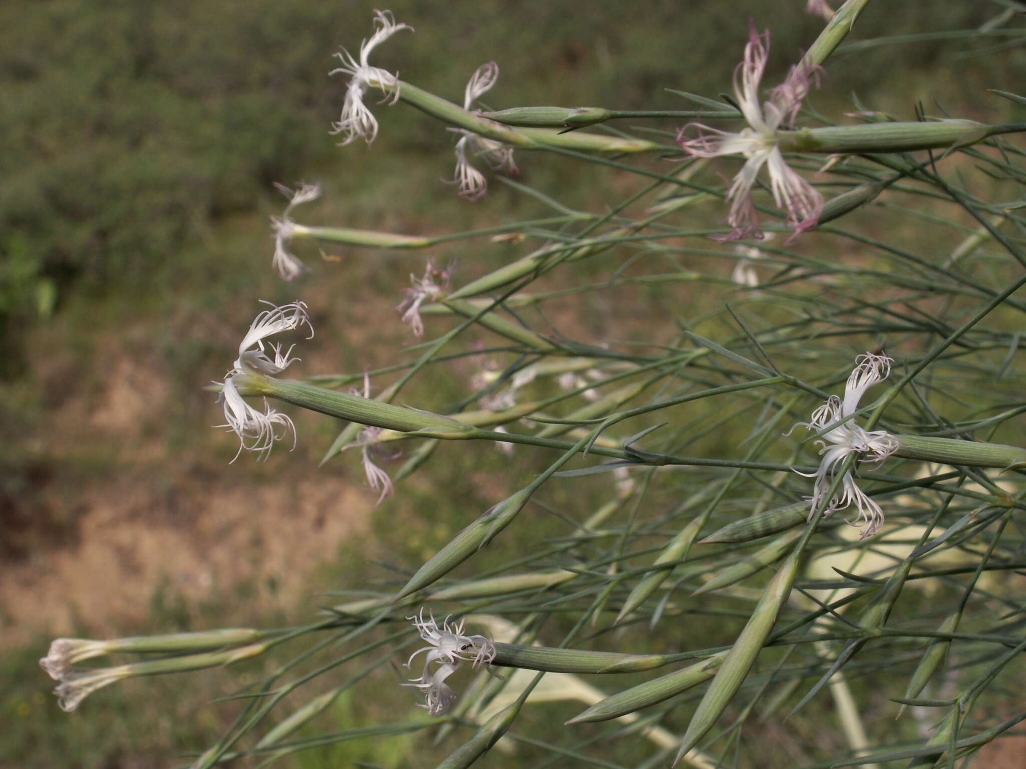 Image of Dianthus kuschakewiczii Regel & Schmalh.