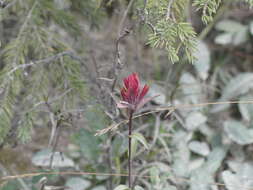 Image of Castilleja purpurascens Greenman