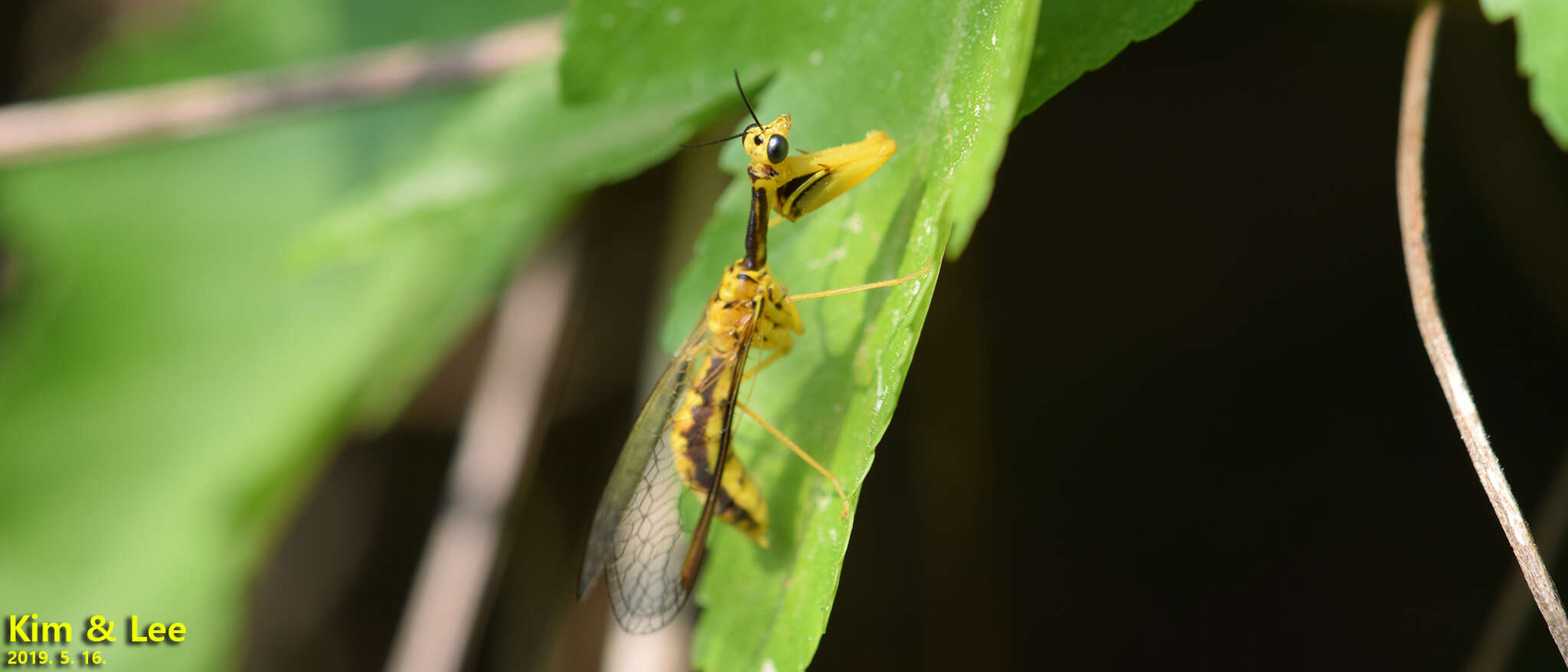 Image of Mantispa japonica McLachlan 1875