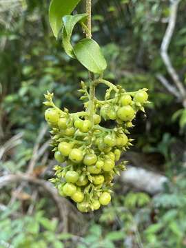 Imagem de Myriopus paniculatus (Cham.) Feuillet