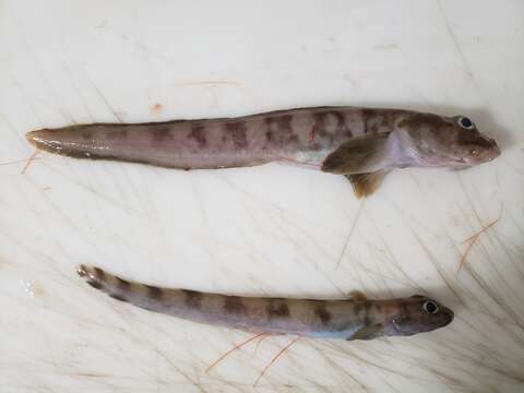 Image of Polar Eelpout