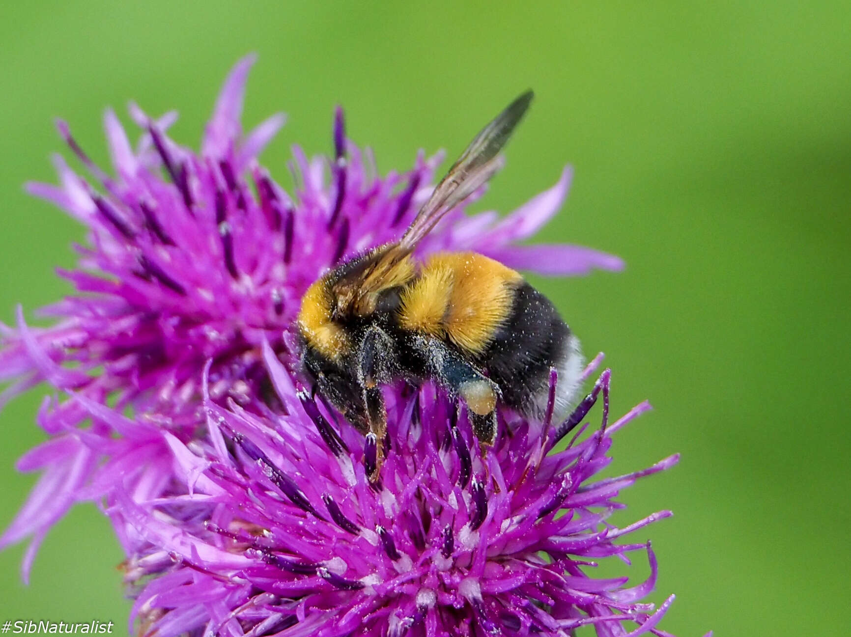 Image of Bombus sporadicus Nylander 1848