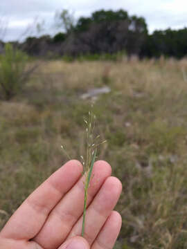 صورة Digitaria cognata (Schult.) Pilg.