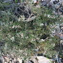 Image of Grevillea micrantha Meissn.