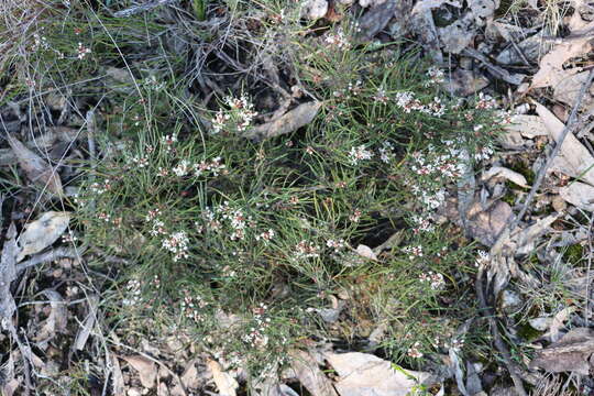 Image of Grevillea micrantha Meissn.