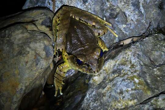 Image of Fleay’s Barred-frog