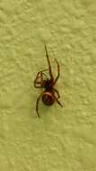 صورة Steatoda nobilis (Thorell 1875)