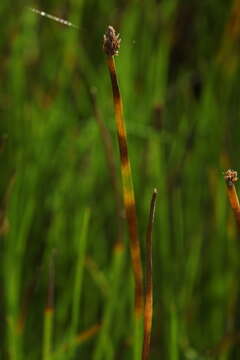 Image of soft-stem spikerush