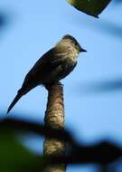 Image of Dark Pewee