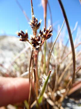 Image of Luzula rufa var. rufa