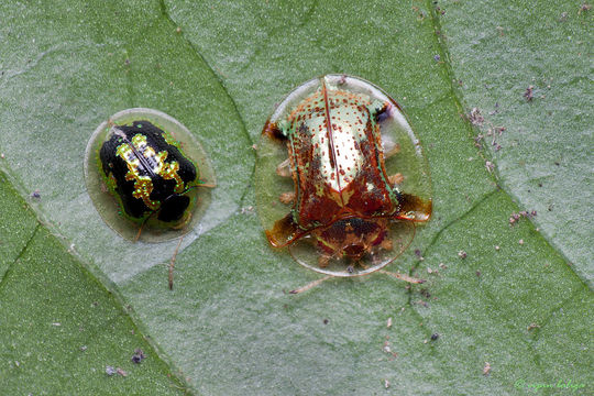 Image of <i>Cassida</i> (<i>Crepidaspis</i>) <i>circumdata</i> Herbst 1799