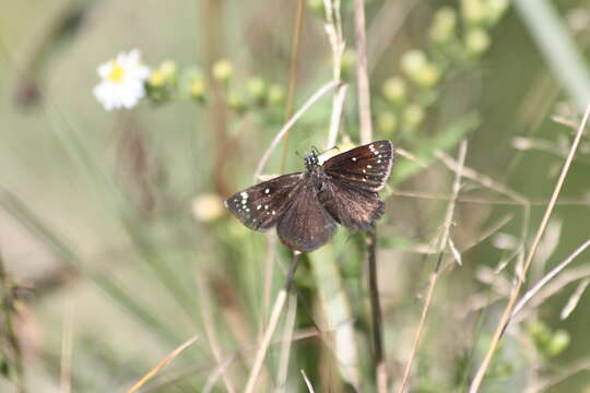 Image of Sootywings