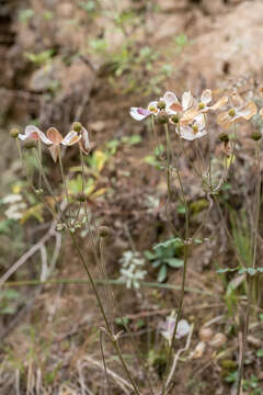 Image of Eriocapitella tomentosa (Maxim.) Christenh. & Byng