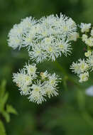 Imagem de Trautvetteria caroliniensis var. occidentalis (A. Gray) C. L. Hitchc.