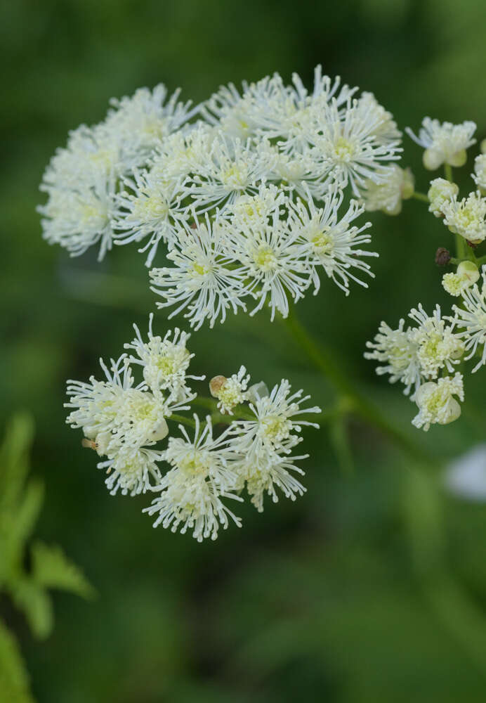 Image of Trautvetteria caroliniensis var. occidentalis (A. Gray) C. L. Hitchc.