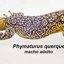 Image of Phymaturus querque Lobo, Abdala & Valdecantos 2010