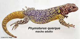 Image of Phymaturus querque Lobo, Abdala & Valdecantos 2010