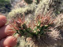 Imagem de Cylindropuntia santamaria (E. M. Baxter) Rebman