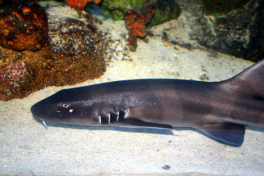 Image of Nurse Shark
