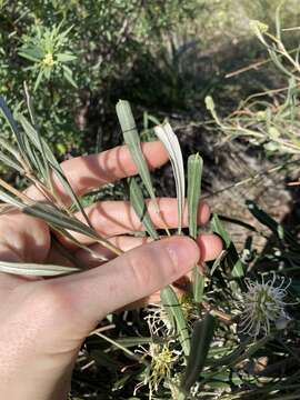 Image of Grevillea commutata F. Müll.