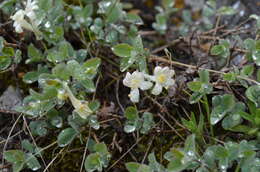 Image of Lonicera humilis Kar. & Kir.