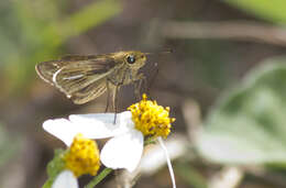 Image of Salt Marsh Skipper