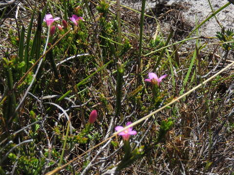 Image of Greater mountain carnation