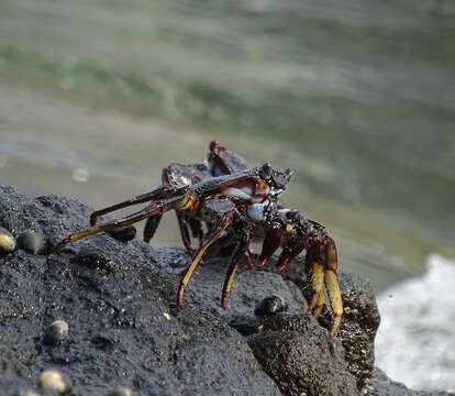 Image of Grapsus adscensionis (Osbeck 1765)