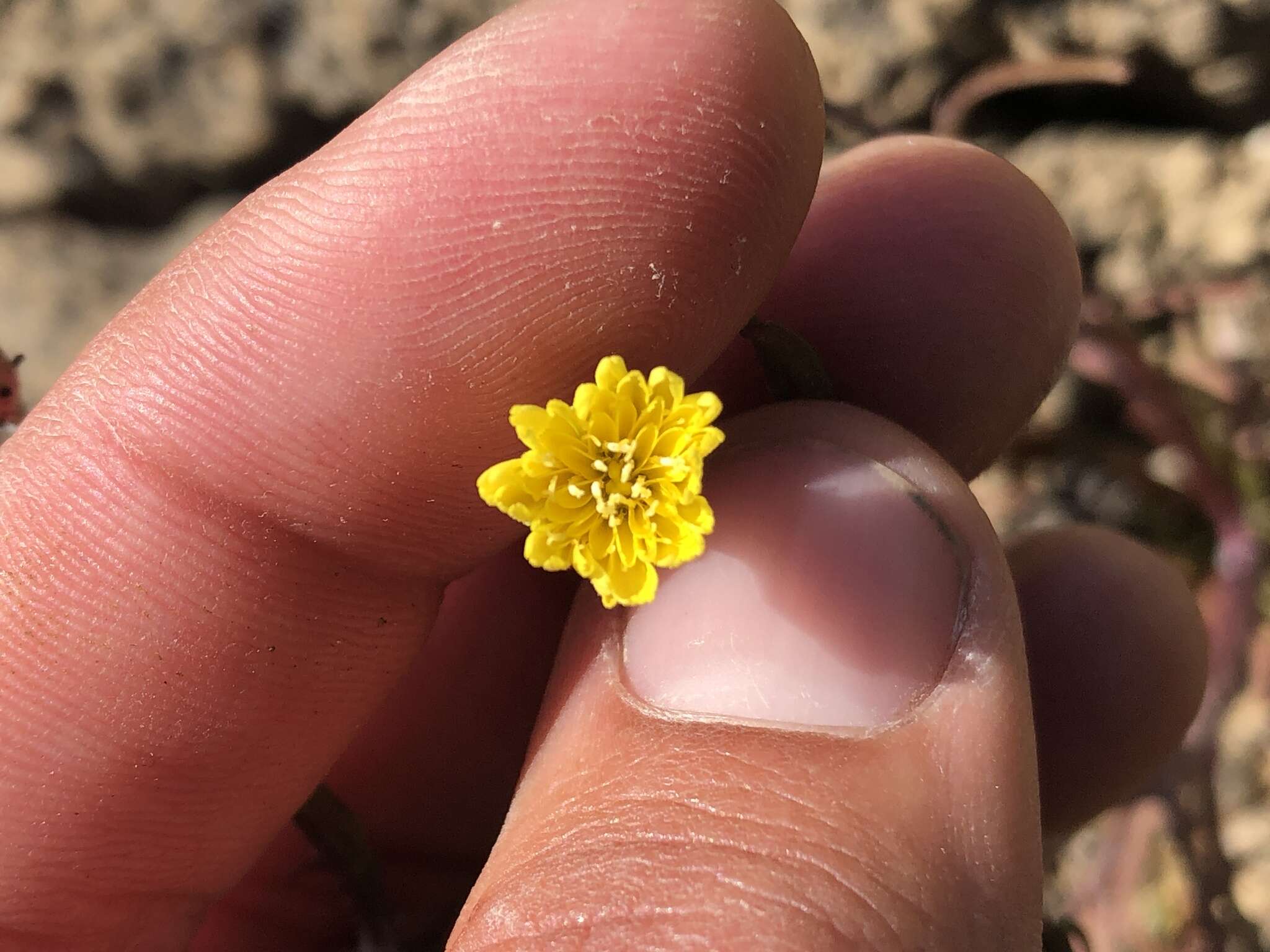 Image of manyhead desertdandelion